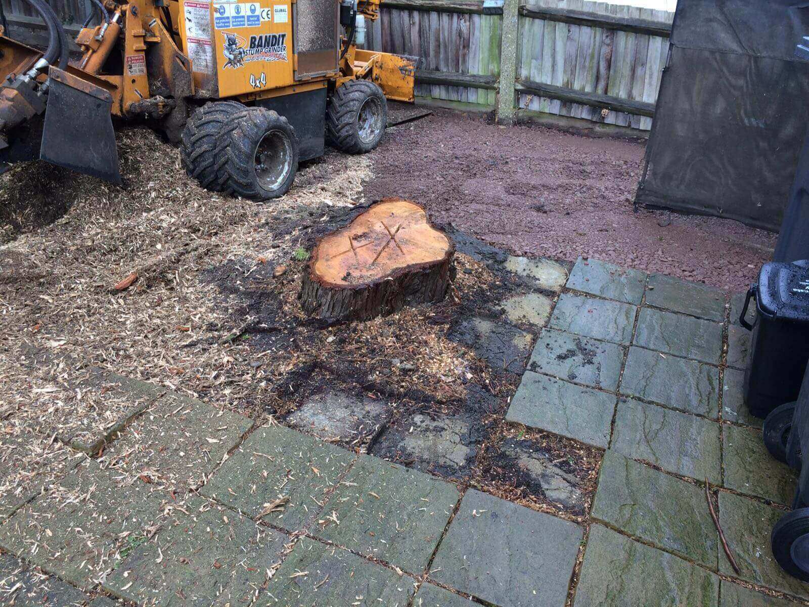 Tree Surgeons Colliers Wood SW19